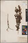 Foto von Salix aurita L.